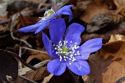 13 Erba trinita (Hepatica nobilis